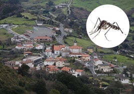 Panorámica de Zierbena, uno de las últimas localidades vizcaínas en las que se ha detectado la presencia del mosquito tigre. En detalle, imagen de uno de los ejemplares de esta especie.